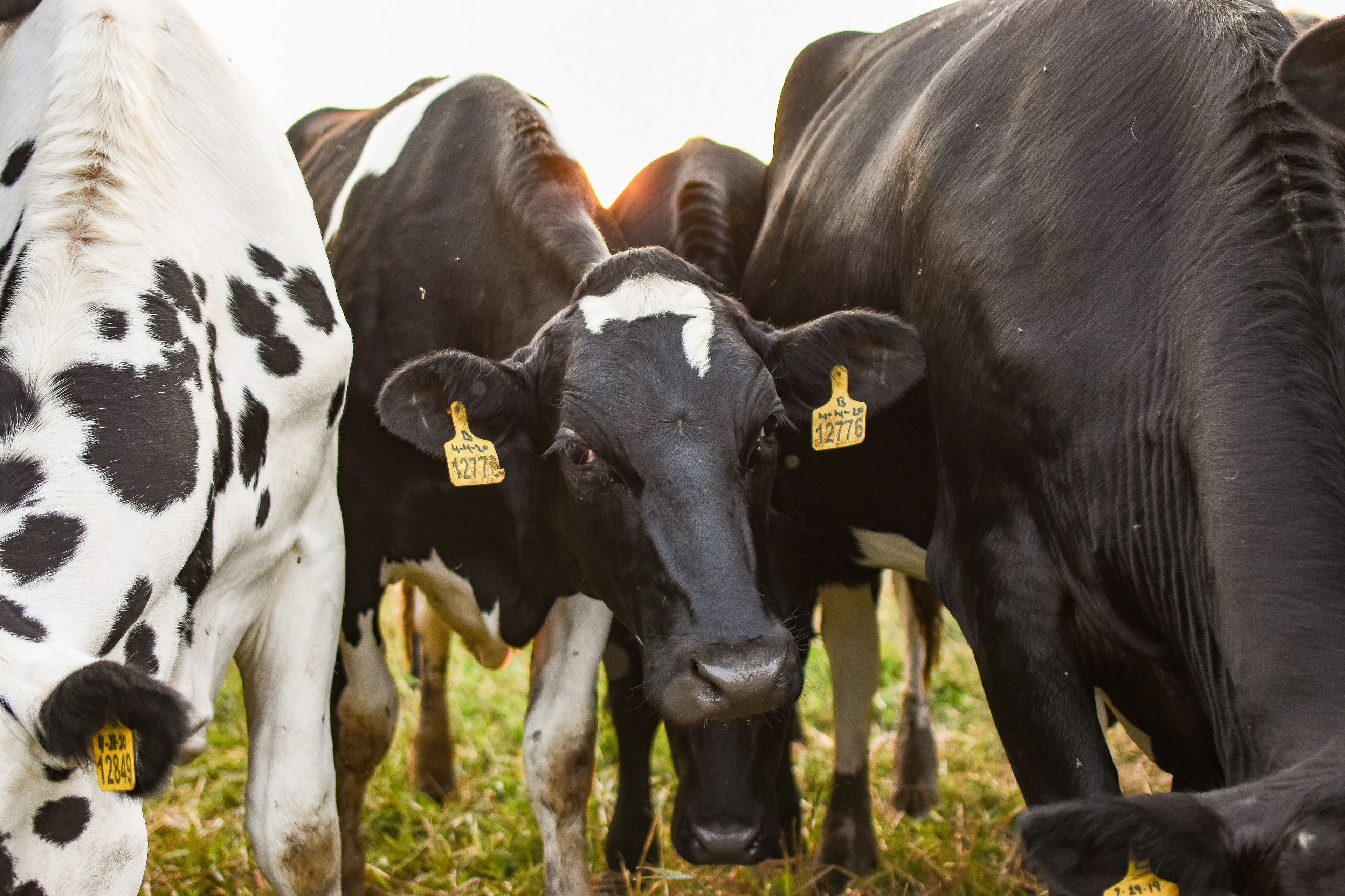 Afristock Nutrition - Consulting Services